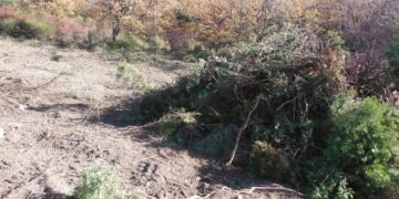 Mesoraca: Estirpa macchia mediterranea senza alcuna autorizzazione, denunciato il presunto responsabile