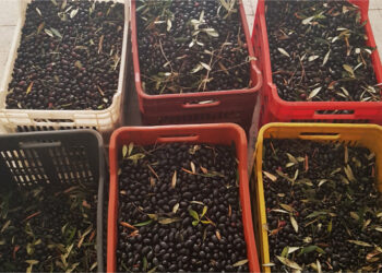 Rubano 2 quintali di olive da un fondo agricolo, arrestati 2 persone dai Carabinieri