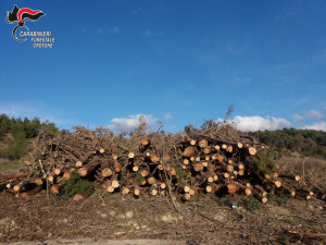 Tagliata un'area di una pineta senza alcuna autorizzazione a Isola Capo Rizzuto (3)