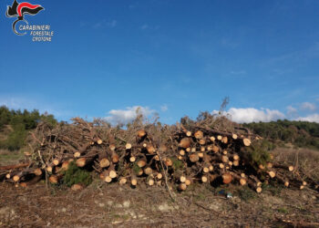 Tagliata un’area di una pineta senza alcuna autorizzazione a Isola Capo Rizzuto