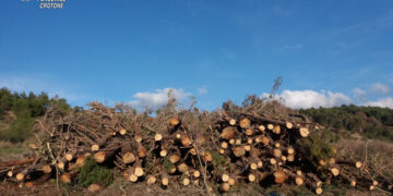 Tagliata un’area di una pineta senza alcuna autorizzazione a Isola Capo Rizzuto