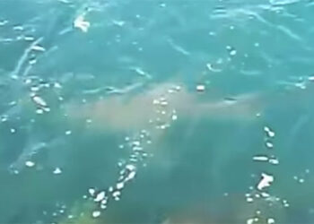 Avvistato un grosso Squalo che caccia a pochi metri dalla riva di Cerano nel brindisino