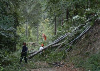 Coldiretti: le difficoltà delle aziende selvicolturali e le richieste alla Regione Calabria
