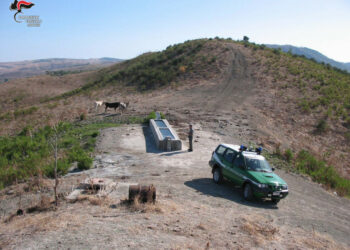 Fa pascolare abusivamente mucche nel territorio di Savelli, denunciato allevatore di San Giovanni in Fiore