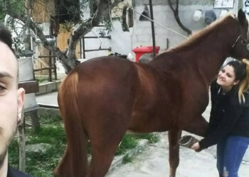 Maltrattamenti sui Cavalli, i consigli del giovane Cavaliere cirotano Vincenzo De Leo