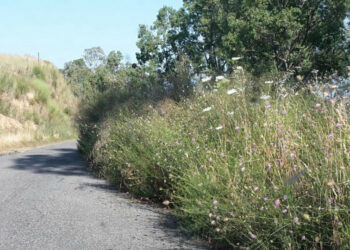 Messa in sicurezza della Strada Provinciale 56, il Sindaco di Scandale sollecita per l’ennesima volta il Prefetto