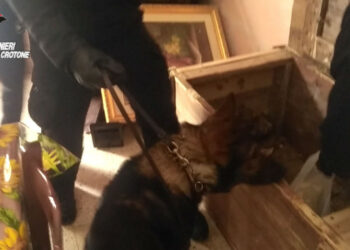 Petilia e Cotronei, due arresti ed una persona denunciata per detenzione e spaccio di sostanze stupefacenti