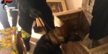 Petilia e Cotronei, due arresti ed una persona denunciata per detenzione e spaccio di sostanze stupefacenti