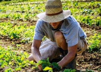 Regione Calabria, Domanda Unica 2017: ultimati i pagamenti del mese di febbraio