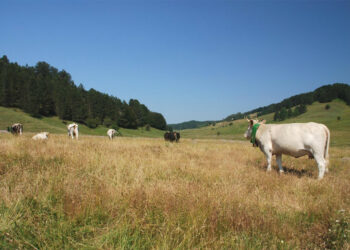 Salvi i pascoli tradizionali della Calabria: potranno beneficiare dei premi comunitari