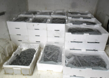 Sequestrati 150 chili di “bianchetto” dalla Guardia Costiera lungo la S.S. 106 jonica