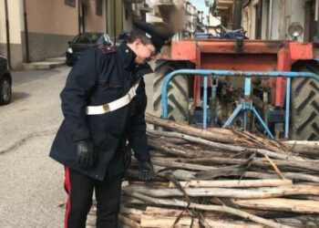 Taglia alberi di “eucalipto” senza autorizzazione, Arrestato per furto aggravato