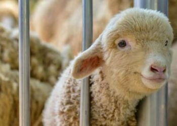 Allarme in tavola: troppi agnelli provenienti dall’estero verificare la provenienza