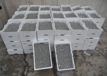 Corigliano, la Guardia di Finanza sequestra circa mezza Tonnellata di Novellame