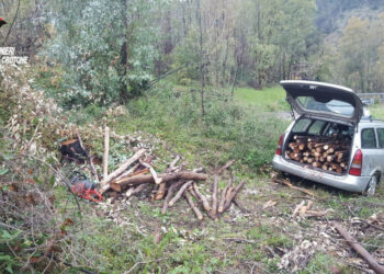 Furto aggravato e danneggiamento di Alberi di eucalipto, arrestato 41 enne albanese