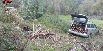 Furto aggravato e danneggiamento di Alberi di eucalipto, arrestato 41 enne albanese