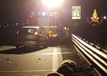 Gregge sulla strada: auto travolge e uccide 8 pecore, ferito conducente