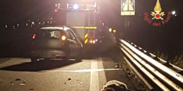 Gregge sulla strada: auto travolge e uccide 8 pecore, ferito conducente