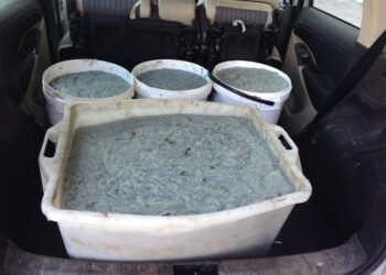 Guardia Costiera e Finanza sequestrano 2 quintali di bianchetto sulla SS106. Multe per 25 mila euro