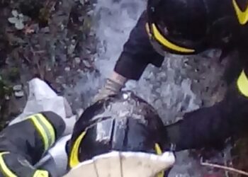 Salvati due cuccioli di cane dai Vigili del Fuoco