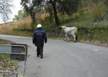 Santa Severina, Animali vaganti sulla strada provinciale 56 dell’Alto Marchesato