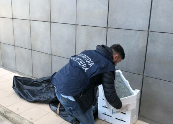 Trasportava “Bianchetto” sulla SS106 tra Torre Melissa e Cirò Marina, sequestro e multa per 5000 euro