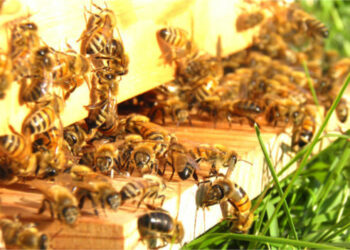 Regione Calabria, dal PSR 2014-2020 sei milioni di euro a sostegno dell’Apicoltura