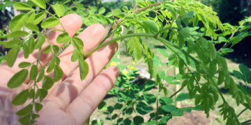 Perchè la Moringa è il Superfood del 2018?