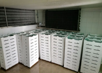 Bloccato un furgone con 200 casse di Bianchetto dalla Guardia Costiera di Crotone e Cirò Marina