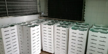 Bloccato un furgone con 200 casse di Bianchetto dalla Guardia Costiera di Crotone e Cirò Marina