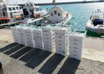 Cirò Marina: Trasportava su un furgone “bianchetto” sulla SS106, fermato e multato dalla Capitaneria di Porto