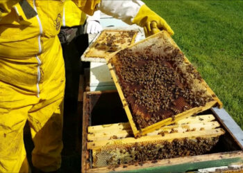 Corso base di Apicoltura. Consegnati gli attestati di partecipazione a Mormanno