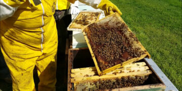 Corso base di Apicoltura. Consegnati gli attestati di partecipazione a Mormanno