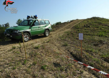 Distrutto un bosco esteso di mezzo ettaro a Crucoli