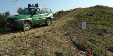 Distrutto un bosco esteso di mezzo ettaro a Crucoli