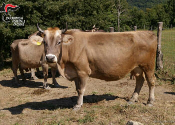 Due allevatrici fanno pascolare abusivamente bovini nel territorio di Cotronei, denunciate