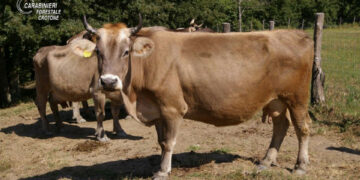 Due allevatrici fanno pascolare abusivamente bovini nel territorio di Cotronei, denunciate