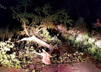 Forti raffiche di vento: Interventi dei Vigili del Fuoco sulla fascia costiera tirrenica