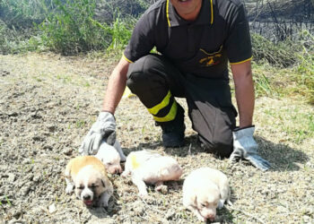 I Vigili del Fuoco salvano cagnolini da incendio a Le Castella
