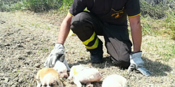 I Vigili del Fuoco salvano cagnolini da incendio a Le Castella