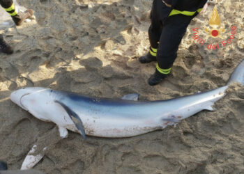Squalo spiaggiato nel Catanzarese, salvato dai Vigili del Fuoco