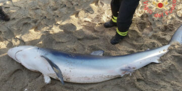 Squalo spiaggiato nel Catanzarese, salvato dai Vigili del Fuoco