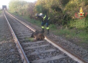 Treno investe un Cinghiale, linea ferroviaria TA-RC bloccata