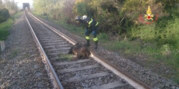 Treno investe un Cinghiale, linea ferroviaria TA-RC bloccata
