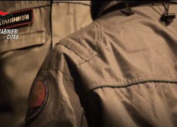 Carabinieri smantellano organizzazione dedita al traffico di specie animali protette