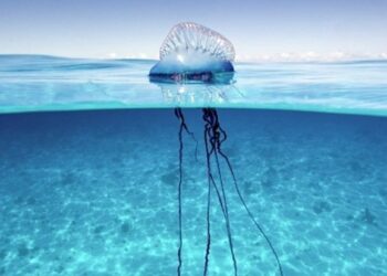 Allarme meduse: in arrivo in Italia alcune specie potenzialmente mortali