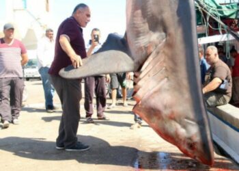 Catturato grande Squalo bianco nel Mar Mediterraneo