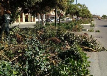 Città Pulita sistema gli alberi dello Spartitraffico Sud, ancora in sinergia con la popolazione