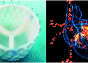 Cuore “coltivato” in laboratorio: passi avanti verso un cuore artificiale di ultima generazione