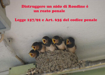 Distruggere un nido di Rondine è un reato penale